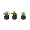 Deko-Sukkulente Aloe, Agave Und Tillandsie 3er Set In Grün -Heimdekoration Verkäufe creativ green deko sukkulente aloe agave und tillandsie 3er set in grun