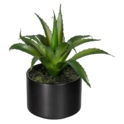 Deko-Sukkulente Aloe, Agave Und Tillandsie 3er Set In Grün -Heimdekoration Verkäufe creativ green deko sukkulente aloe agave und tillandsie 3er set in grun 2