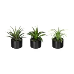 Deko-Sukkulente Aloe, Agave Und Tillandsie 3er Set In Grün