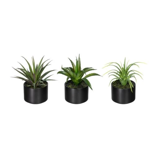 Deko-Sukkulente Aloe, Agave Und Tillandsie 3er Set In Grün