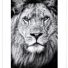 Poster "Portrait Of A Regal Lion" In Schwarz & Weiß 1 Poster "Portrait Of A Regal Lion" In Schwarz & Weiß -Heimdekoration Verkäufe juniqe poster portrait of a regal lion in schwarz and weiss